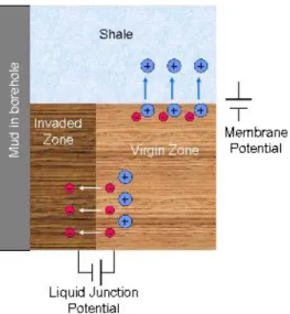 Gambar 4.2 Potensial liquid junction dan potensial membran (Serra, 2004). 