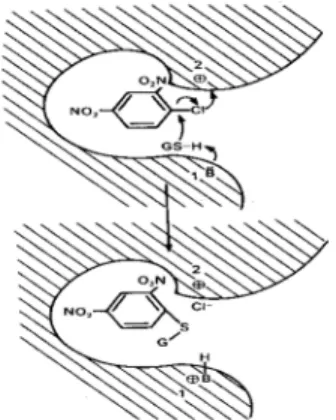 Gambar 2. Mekanisme Aktivitas Glutation S-Transferase