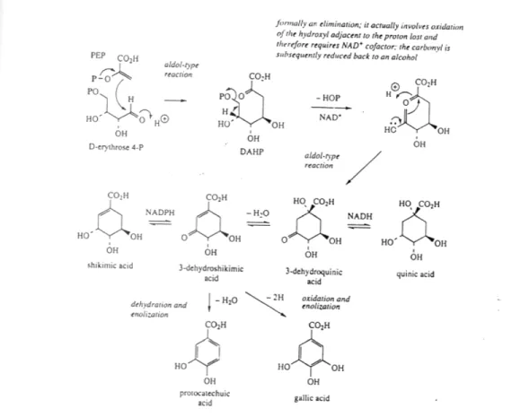 Gambar 3 – 7. Jalur sikimat dalam biosintesis asam polifenolat