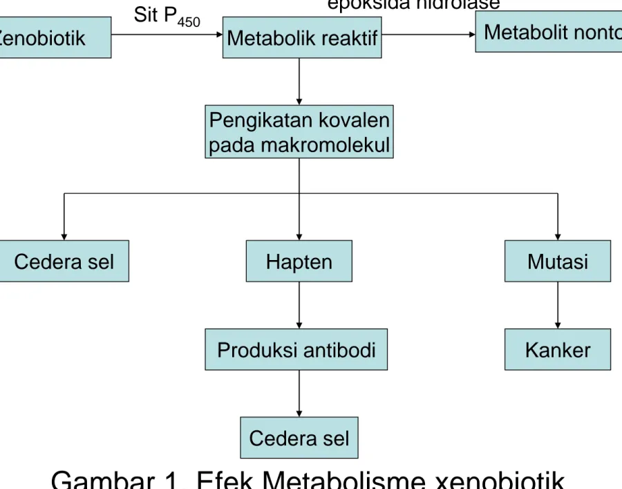 Gambar 1. Efek Metabolisme xenobiotik 