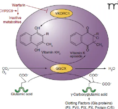 Gambar 1. Mekanisme kerja warfarin serta peran CYP2C9 dan VKORC1  dalam modulasi antikoagulasi