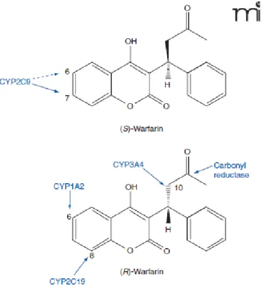 Gambar 2. Struktur S-Warfarin dan R-Warfarin serta enzim yang terlibat dalam  metabolisme warfarin pada manusia 