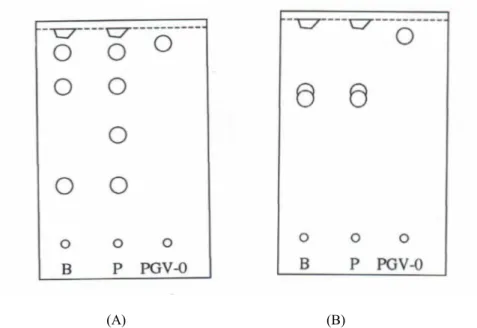 Gambar 2. Kromatografi fraksi etil asetat urin tikus dengan fase diam silika gel F 254 dan elusi fase gerak etil asetat  : etanol (9:1) (gambar 2A) dan fase gerak etil asetat : kloroform (1:1) (gambar 2B)