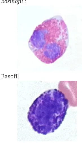 Gambar 21.  Jenis Leukosit