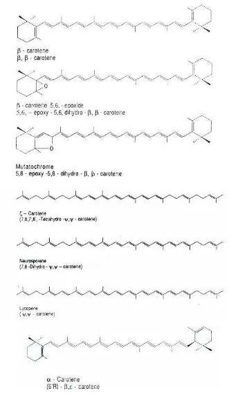 Gambar 3. Struktur beta karoten diantara jenis karotenoid lain (Gross 1991)  