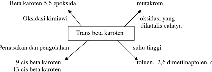 Gambar 9. Kerusakan trans beta karoten (Andarwulan & Koeswara 1990) 