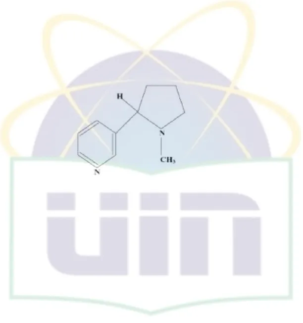 Gambar 2.1 Struktur Kimia Nikotin