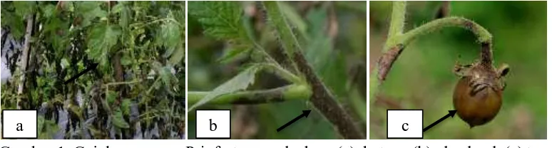 Gambar 1. Gejala serangan P.infestans pada daun (a), batang (b), dan buah (c) tanaman tomat di Desa Bangli, Kecamatan Baturiti, Tabanan