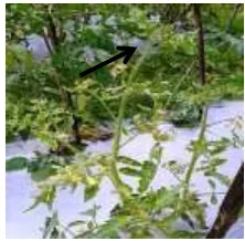 Gambar 2.Gejala penyakit daun kuning keriting yang disebabkan oleh  Tomato Yellow Leaf Curl Virus (TYLCV) di Desa Bangli, Kecamatan Baturiti, Tabanan