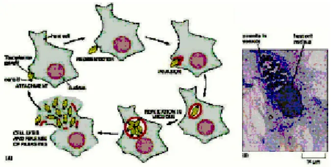 Gambar 2. Stadium takizoit dan bradizoit Toxoplasma gondii  (7)