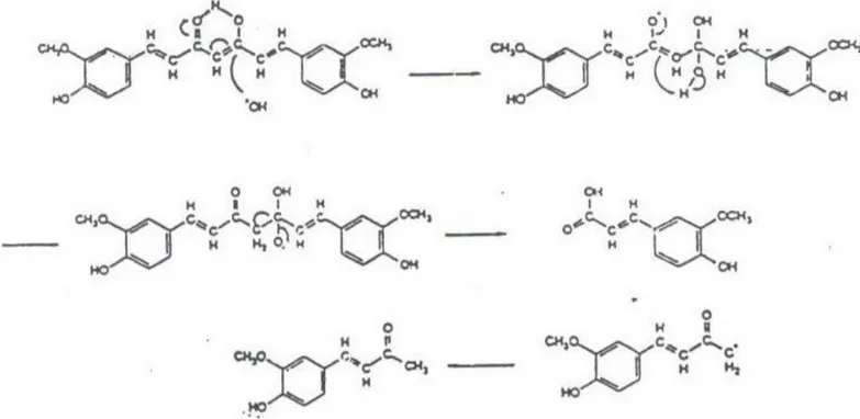 Gambar 3. Reaksi penangkapan radikal hidroksil oleh kurkumin (12) . 