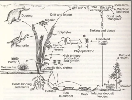 Gambar 1. Rantai Makanan di Ekosistem Lamun  (Sumber: Fortes 1990 dalam Dahuri 2003) 