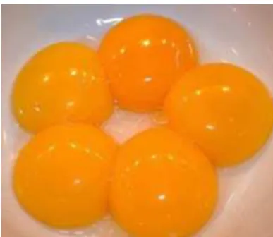 Gambar 2.9 : Kuning Telur 