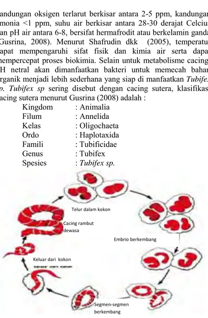 Gambar 2.3 Siklus hidup cacing Tubifex sp. 
