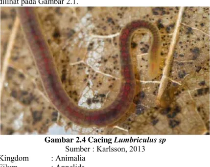 Gambar 2.4 Cacing Lumbriculus sp  Sumber : Karlsson, 2013   Kingdom  : Animalia 