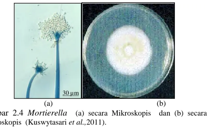 Gambar 2.4  Mortierella   (a)  secara  Mikroskopis  dan  (b)  secara  Makroskopis  (Kuswytasari et al.,2011)