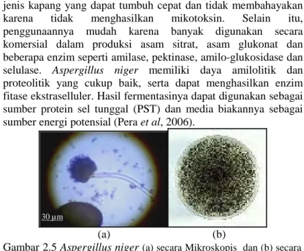 Gambar 2.5 Aspergillus niger  (a) secara Mikroskopis  dan (b) secara  Makroskopis (Kuswytasari et al., 2011)