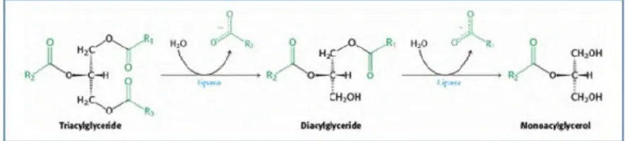 Gambar 2.8 Reaksi Hidrolisis Trigliserida (Berg et al., 2006). 
