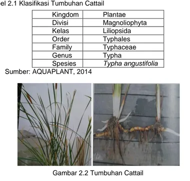 Tabel 2.1 Klasifikasi Tumbuhan Cattail  Kingdom  Plantae  Divisi  Magnoliophyta  Kelas  Liliopsida  Order   Typhales  Family  Typhaceae  Genus  Typha 