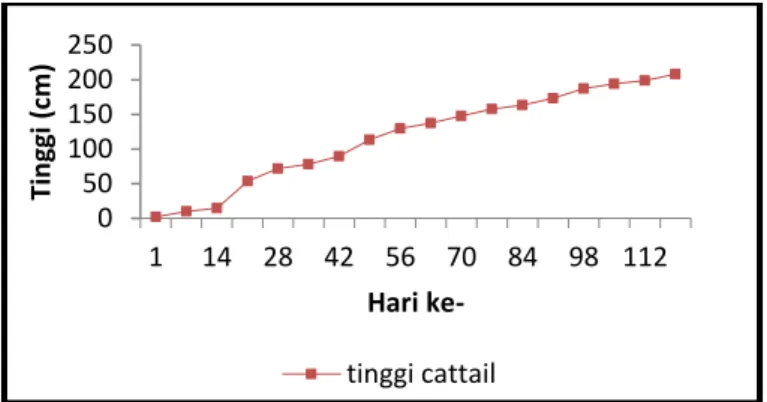 Gambar 4.2 Pertambahan Tinggi Tumbuhan Cattail 