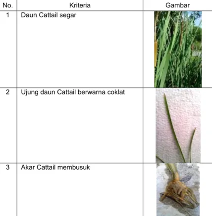 Tabel 4.3 Kriteria Tumbuhan Cattail dan Kayu Apu ketika RFT 