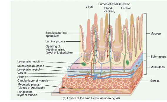 Gambar 2   Histologi usus halus yang menunjukkan vili dan lapisan mukosa  (Sahaja 2008)