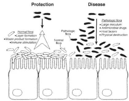Gambar 4  Mekanisme probiotik berkompetisi dengan bakteri patogen (Lu dan    Walker 2001)