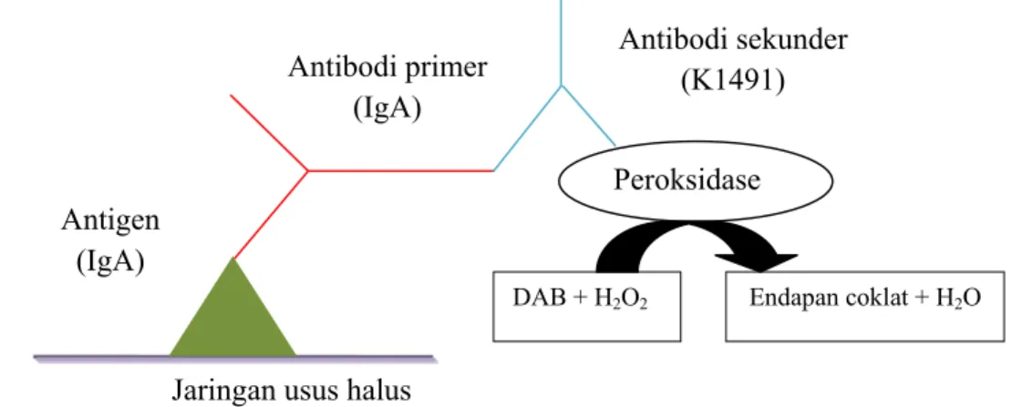 Gambar 5  Prinsip teknik pewarnaan imunohistokimia (Wresdiyati et al. 2006). 