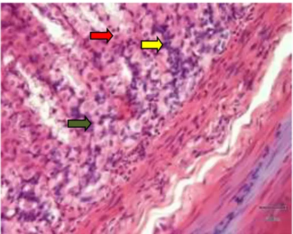 Gambar  2.  Gambaran  histopatologi  lambung  tikus  perlakuan  2  pada  hari  ke-7  dengan  pembesaran  400x,  nekrosis  (tanda  panah  hijau),  degenerasi  (tanda  panah  kuning)  dan  infiltrasi  sel  radang  (tanda panah merah)