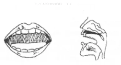 Gambar 2.5. Bentuk mulut untuk artikulasi “a” 