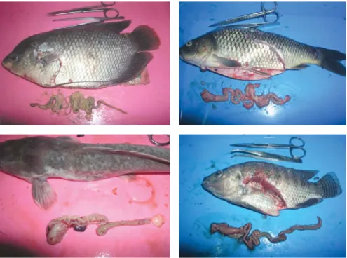 Figure 3. The probiotic candidates in the process of purified