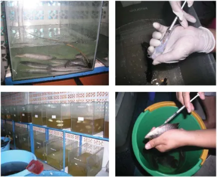 Figure 5. Clockwise: Catfish during acclimatization; catfish injected with the probiotic candidates; plotting of probiotic pathogenic test;