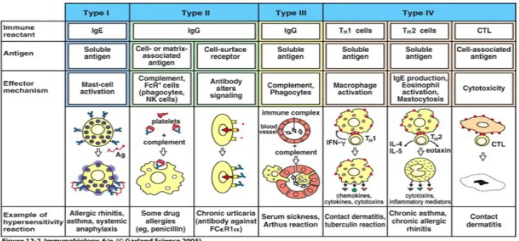 Gambar 2. Reaksi Hipersensitivitas 35