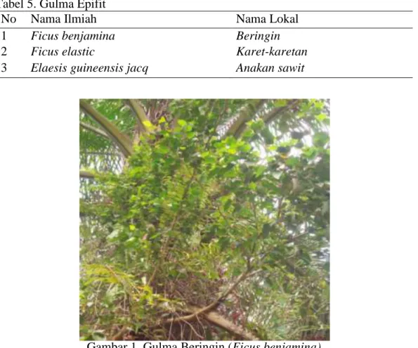 Gambar 1. Gulma Beringin (Ficus benjamina)  C.    Metode  Pengendalian Gulma 