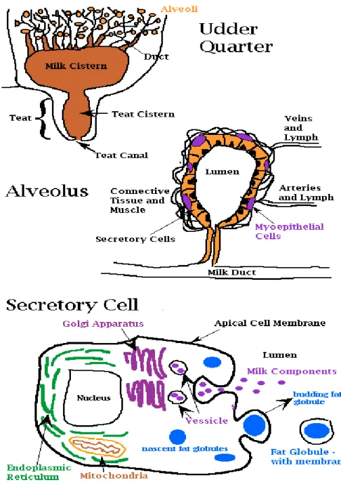 Gambar 32. Alveolus  yang diperbesar 