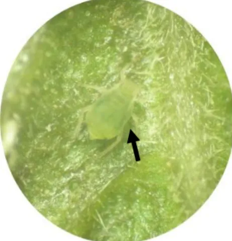 Gambar 1  Aphis glycines yang sedang menghisap cairan tanaman. 