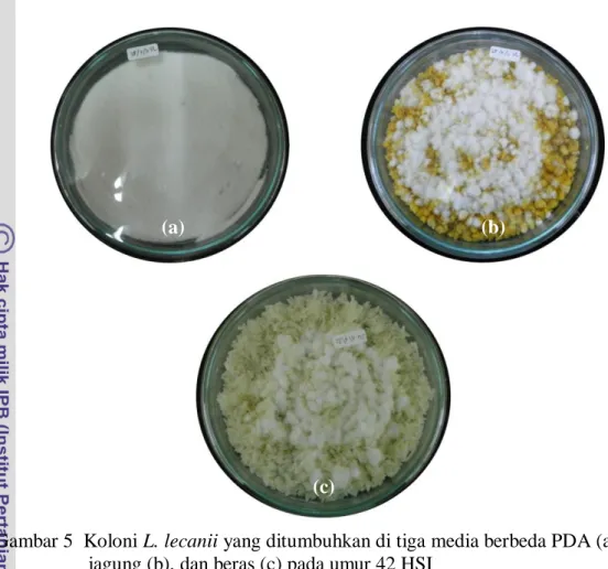 Gambar 5  Koloni L. lecanii yang ditumbuhkan di tiga media berbeda PDA (a),  jagung (b), dan beras (c) pada umur 42 HSI  