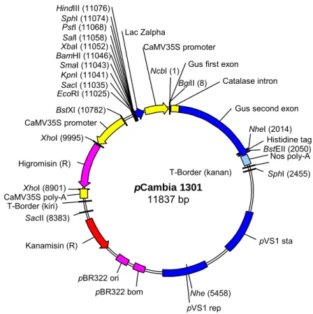 Gambar 1. Peta plasmid biner pCambia 1301. 
