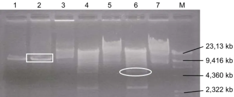 Gambar 3. Pola restriksi pCambia 1301 dan pTA 3 . 1 dan 2 = pCambia 1301 + HindIII, 3 = pCambia 1301  utuh, 4 dan 6 = pTA 3  + HindIII, 5 dan 7 = pTA 3  utuh, M = marker (DNA  /HindIII),      = fragmen  pCambia 1301 ukuran 11,837 kb,      = fragmen gen α-a