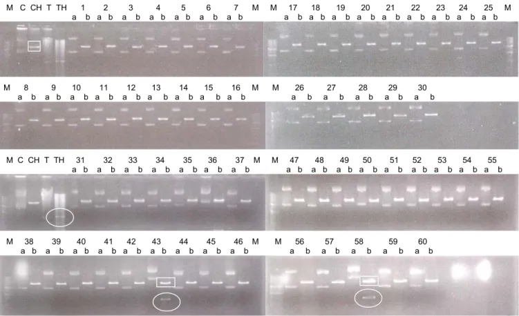 Gambar 4. Pola restriksi plasmid modifikasi + HindIII.     = fragmen pCambia 1301 11,837 kb,     = fragmen gen α-ai 4,887 kb, M = marker, 1 s/d  60 = koloni nomer 1 s/d 60, a = DNA utuh, b = DNA + HindIII, C = pCambia 1301 utuh, CH = pCambia 1301 + HindIII