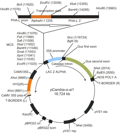 Gambar 6. Peta plasmid pCambia-α-ai1. 