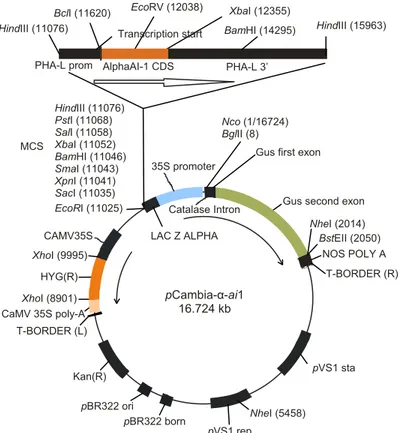 Gambar 6. Peta plasmid pCambia-α-ai1. 