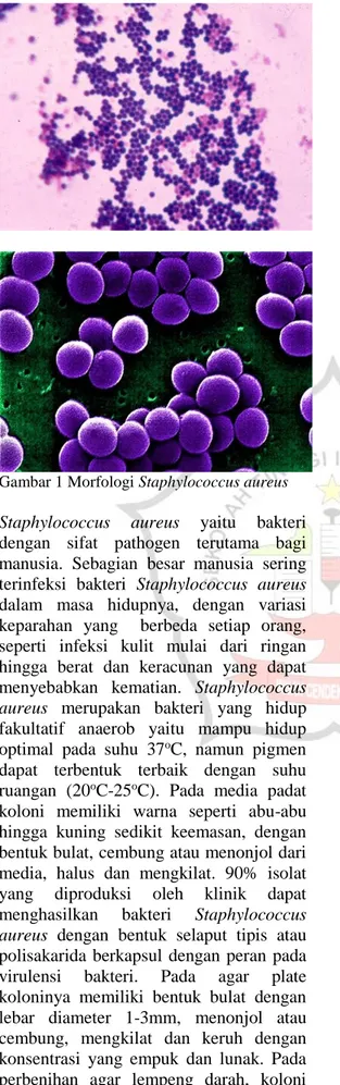 Gambar 1 Morfologi Staphylococcus aureus 