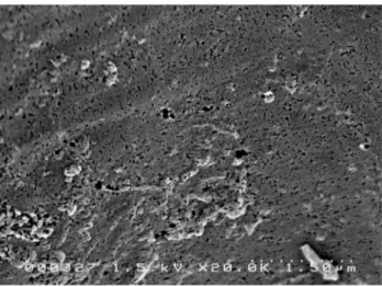Gambar 5. Struktur mikropori arang aktif dengan diameter pori  0,02 µm 