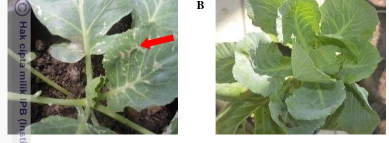 Gambar 4 Gejala fitotoksisitas berupa bercak nekrosis pada daun kubis akibat 