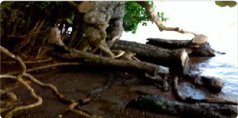 Gambar 8. Penebangan pohon nyamplung di Kabupaten Dompu