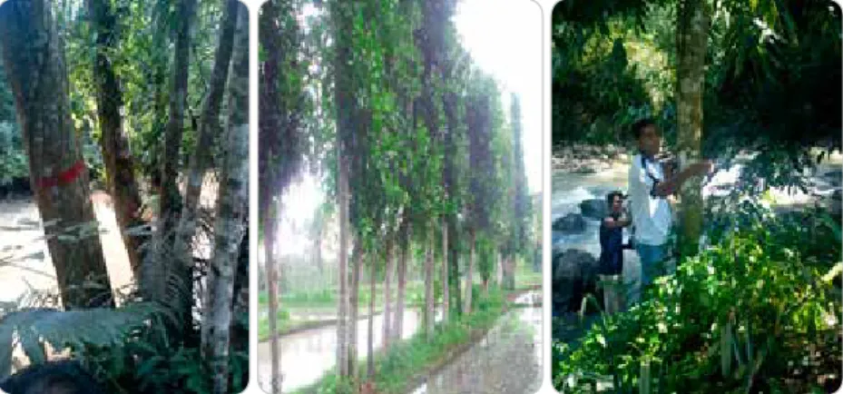 Gambar 12. Pohon nyamplung di pinggir sungai dan persawahan (Lombok)