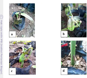Gambar 1 Penyakit dan hama yang menyerang bibit panili; a) busuk batang, b) daun layu , c) siput, d) ulat bulu  