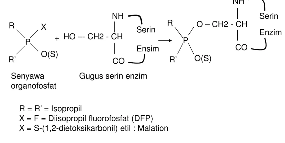 Gambar 4. Reaksi fosforilasi gugus serin enzim asetilkolinesterase oleh senyawa organofosfat