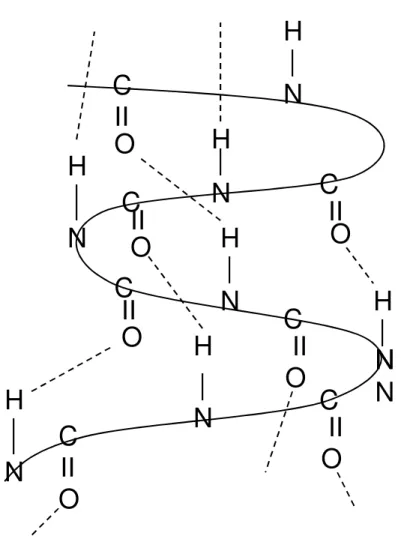 Gambar 10. Struktur α α α α-heliks protein